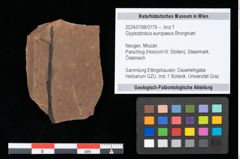 Foto (Objekt + Etikett) von Glyptostrobus europaeus Brongniart (NHMW-GEO-2024-0188-0179)